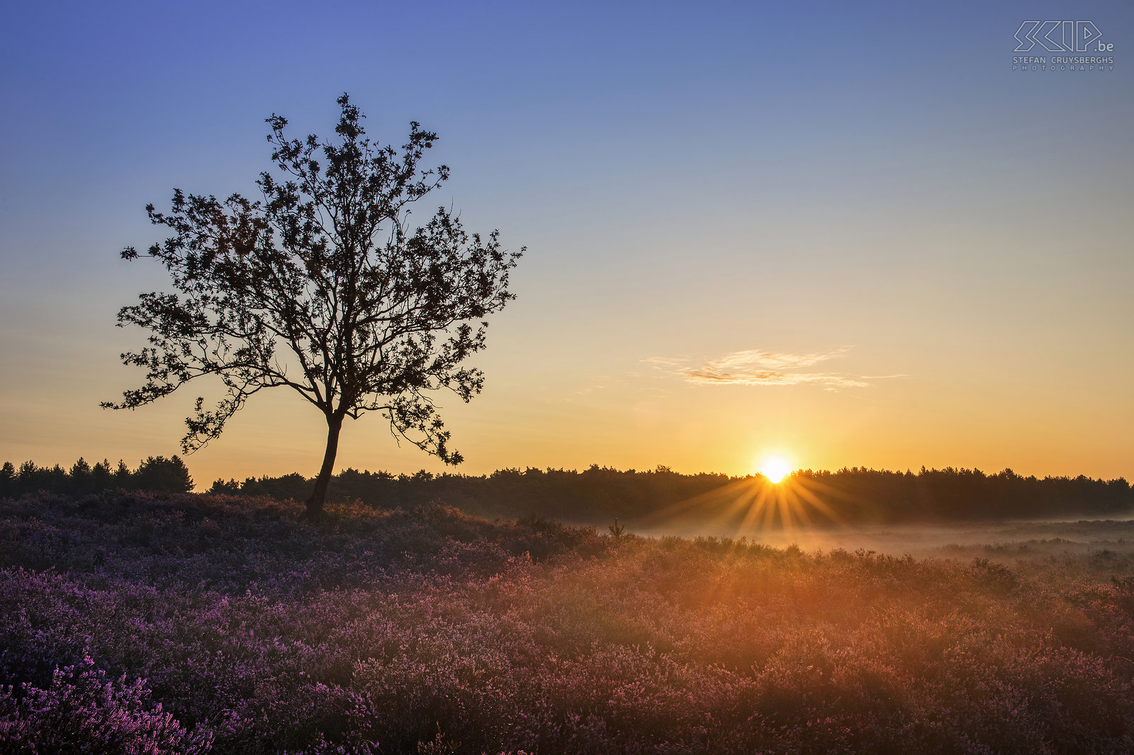 Blooming heathland - Blekerheide The most interesting time for landscape photographers in my home region the Kempen is definitely the blooming period of the heather in late August. This year it was a two weeks earlier than other years. I woke up early multiple times to photograph the sunrise at the heathlands of the Blekerheide and the Heuvelse heide in my hometown Lommel.<br />
 Stefan Cruysberghs